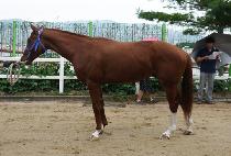 ���̽����� (ACE ZAPPER) ����