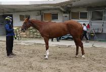 Ƽ��۸� (TIZ GLEE) ����