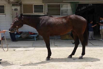 ȣ�ٸ� ����