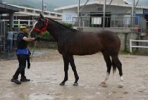 �����ǰ��� (NANCHOUI GOHYANG) ����