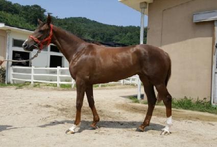 �мǵ����� ����