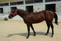 �������� (U S MAN) ����