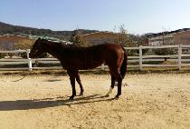 ������� (TOKYO BLUE) ����