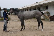 Ȳ�ݼҸ� (HWANGGEUM SORI) ����