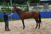 ȭ�� (HWAGANG) ����