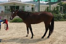 �ο��Ƹ� (ROYAL AMOS) ����