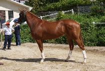 ������ (CHANSUNI) ����