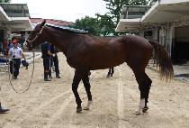 ��������Ʈ (THUNDER LIGHT) ����