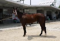 �±ظ��� (TAEGEUK MANSE) ����