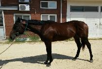 ǻ��̸� (PURE DEIMOS) ����