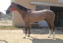 ������è�� (MAJOR CHAMP) ����