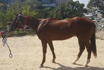 �Ϸ���ȭ (ILLYU SINHWA) ����