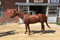 ���������̾�Ʈ�� (ITSAGAINT WARRIOR) ����