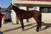 ����Ƽ�� (MIGHTY PEARL) ����