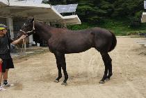 �̷縮�� (IRURIRA) ����