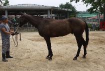 ����� (DAE JYUSIN) ����