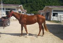 ������ (AWESOME DOLL) ����