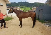 �׷���Ʈŷ (GREAT KING) ����