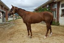 DAMYANG HWANHO picture