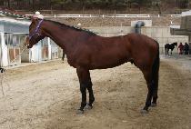 ���ǵ����� (SPEED JIJON) ����