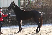 ������� (JANGSAN WHIZ) ����