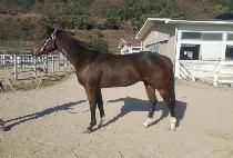 ���ʽ��� (BONUS��) ����