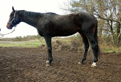 ���į ����