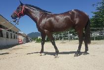 �ڸ������� (KOREAN FORCE) ����