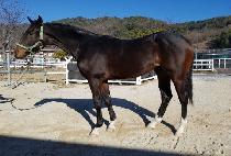 ���������� (ORANGE MARINE) ����