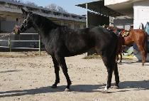 ���ȷ�ġ���� (APPALACHIAN QUEEN) ����