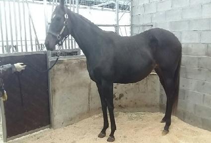 ����Ʈ��ī�� ����