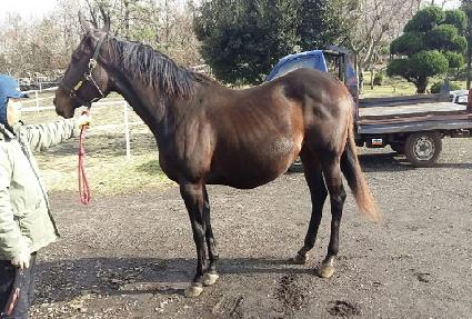 ����������� ����