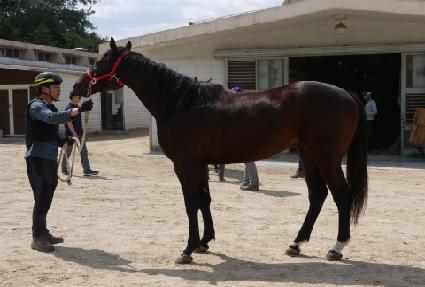 ���������� ����