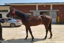 ���̽��ڸ��� (ACE KOREA) ����