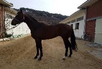 ŷ���꿡�̽� (KING OF ACE) ����