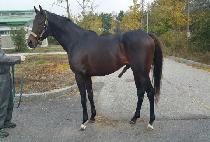 COLONEL JOHN picture