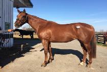 ��Ƽ��Űư (CITIZEN KITTEN) ����