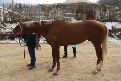 �����Ǳ�� ����