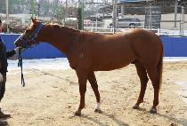 �������޸� (PRINCE MEMORY) ����