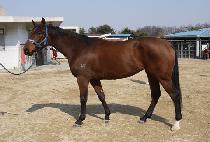 ���������� (LOVELY TEMPO) ����