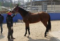 ����Ż���� (VITAL BROWN) ����