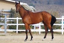 ��Ʈ���̾� (JET DIA) ����