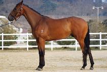 ���̾�����ŷ (I AM YOUR KING) ����