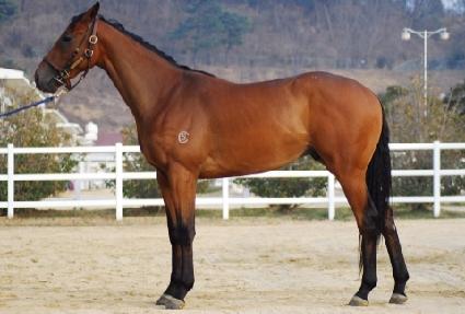 ���̾�����ŷ ����