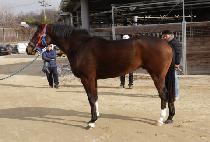 ������ (NOPEUN  BIT) ����