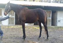 SPECIAL CHANCE picture