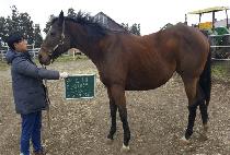 �긱����Ʈ�𽺰� (BRILLIANT DISGUISE) ����