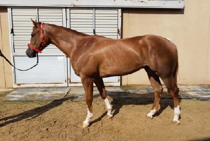 �̽����мǵ� ����