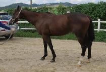 ��������ũ�� (WINNER TAKE ALL) ����