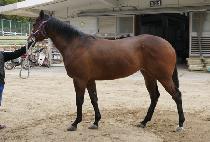 QUEEN OF GOLD picture